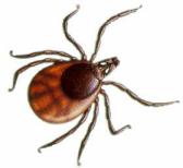 Zecke (Ixodes ricinus) (Bild)